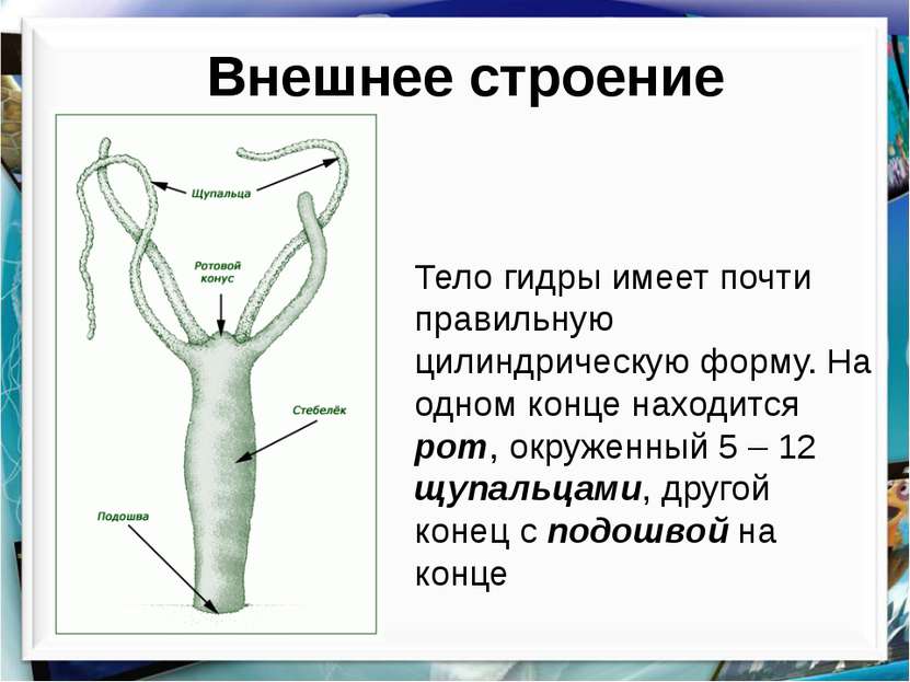 Ссылка на кракен тор магазин